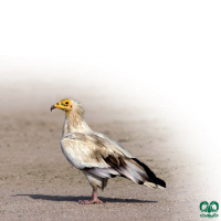 گونه کرکس مصری Egyptian Vulture